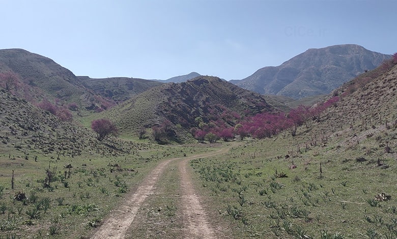 بهترین زمان بازدید دره ارغوان