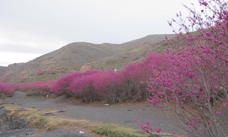 دره ارغوان مشهد